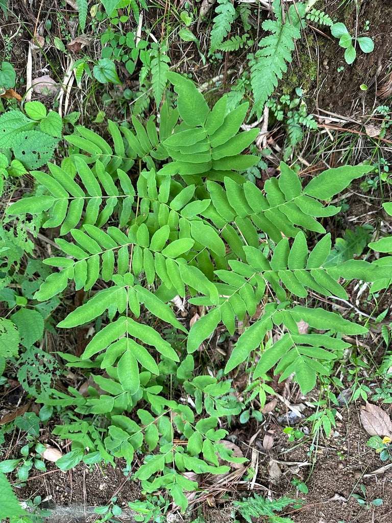 Osmunda Japonica - Photo by 岸本年郎, CC BY 4.0
