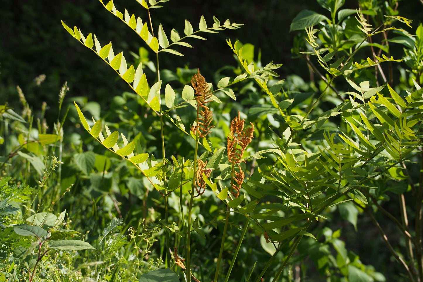 Osmunda Japonica - Photo by harum.koh from Kobe city, Japan, CC BY-SA 2.0