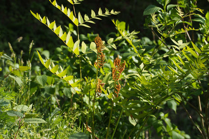 Osmunda Japonica - Photo by harum.koh from Kobe city, Japan, CC BY-SA 2.0