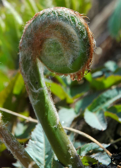 Osmunda Japonica - Photo by Kropsoq, CC BY-SA 3.0