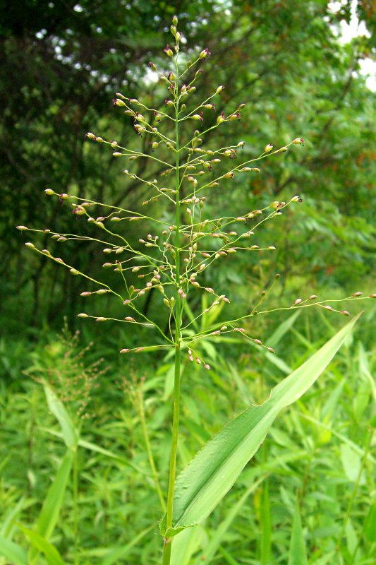 Kyynelhirssi (Panicum clandestinum / Dichanthelium clandestinum)- Photo by Jason Hollinger, CC BY 2.0