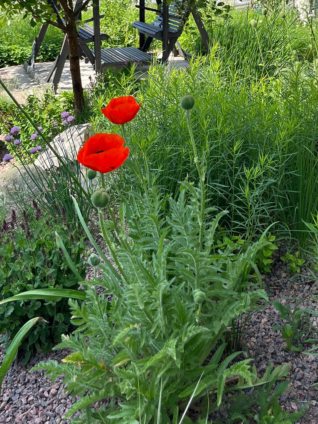 Idänunikko (Papaver orientale) - Photo by Verso Verde, All Rights Reserved