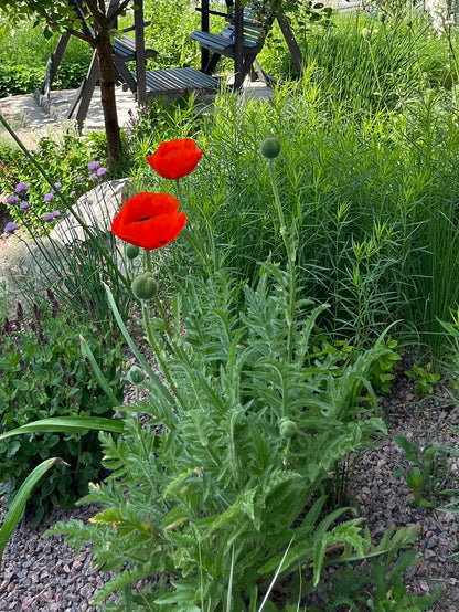 Idänunikko (Papaver orientale) - Photo by Verso Verde, All Rights Reserved