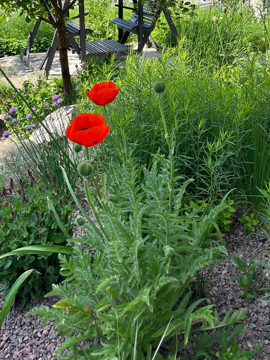Idänunikko (Papaver orientale) - Photo by Verso Verde, All Rights Reserved