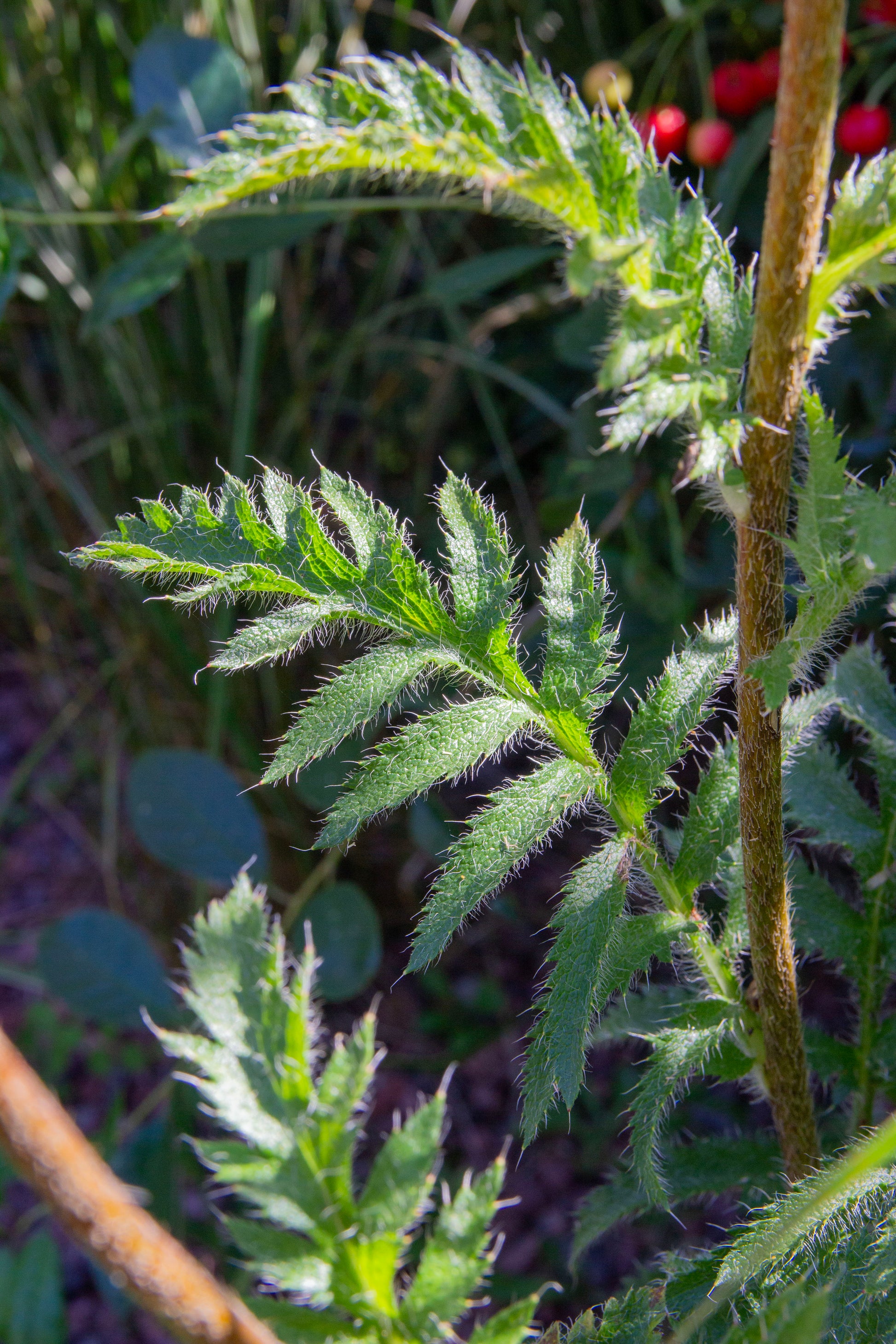 Idänunikko (Papaver orientale) - Photo by Verso Verde, All Rights Reserved
