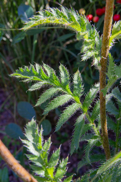 Idänunikko (Papaver orientale) - Photo by Verso Verde, All Rights Reserved