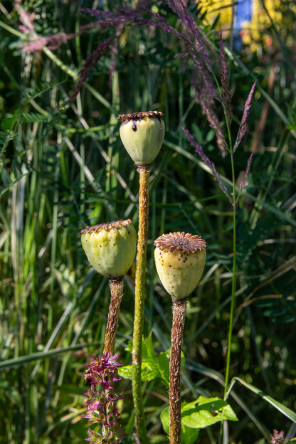 Idänunikko (Papaver orientale) - Photo by Verso Verde, All Rights Reserved