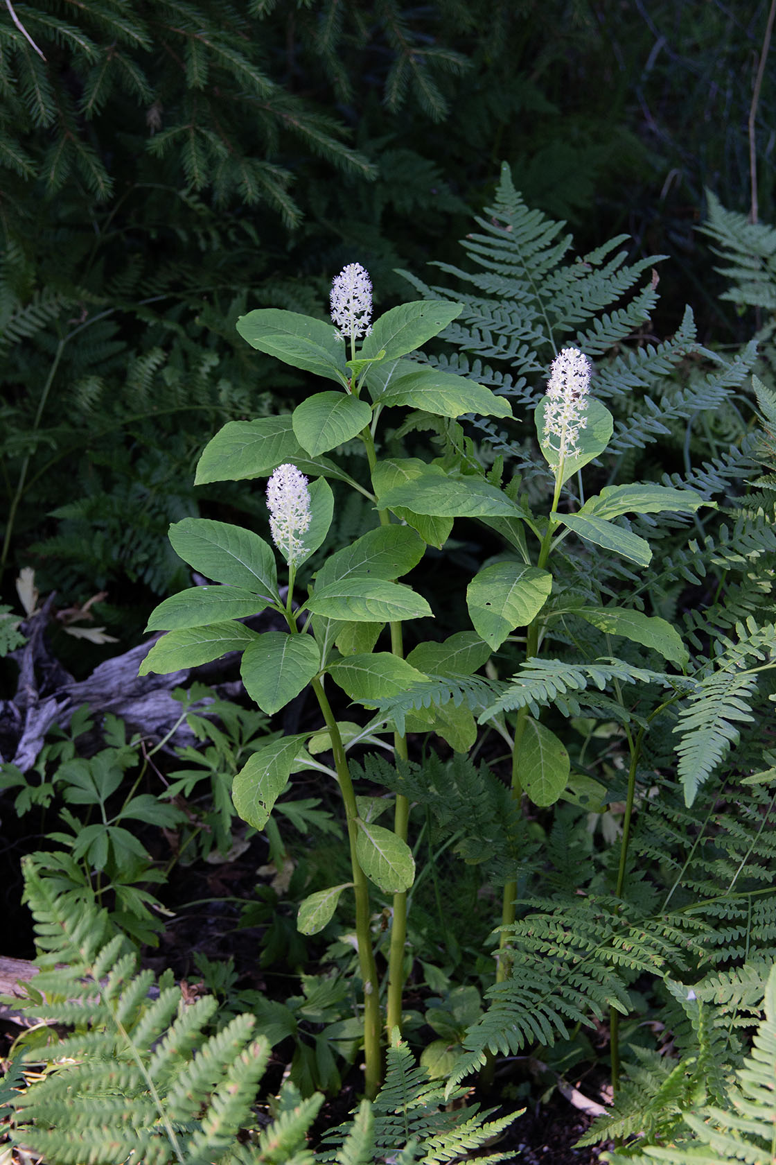 Idänkermesmarja (Phytolacca acinosa) - Photo by Verso Verde, All Rights Reserved