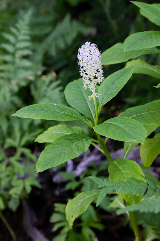 Idänkermesmarja (Phytolacca acinosa) - Photo by Verso Verde, All Rights Reserved