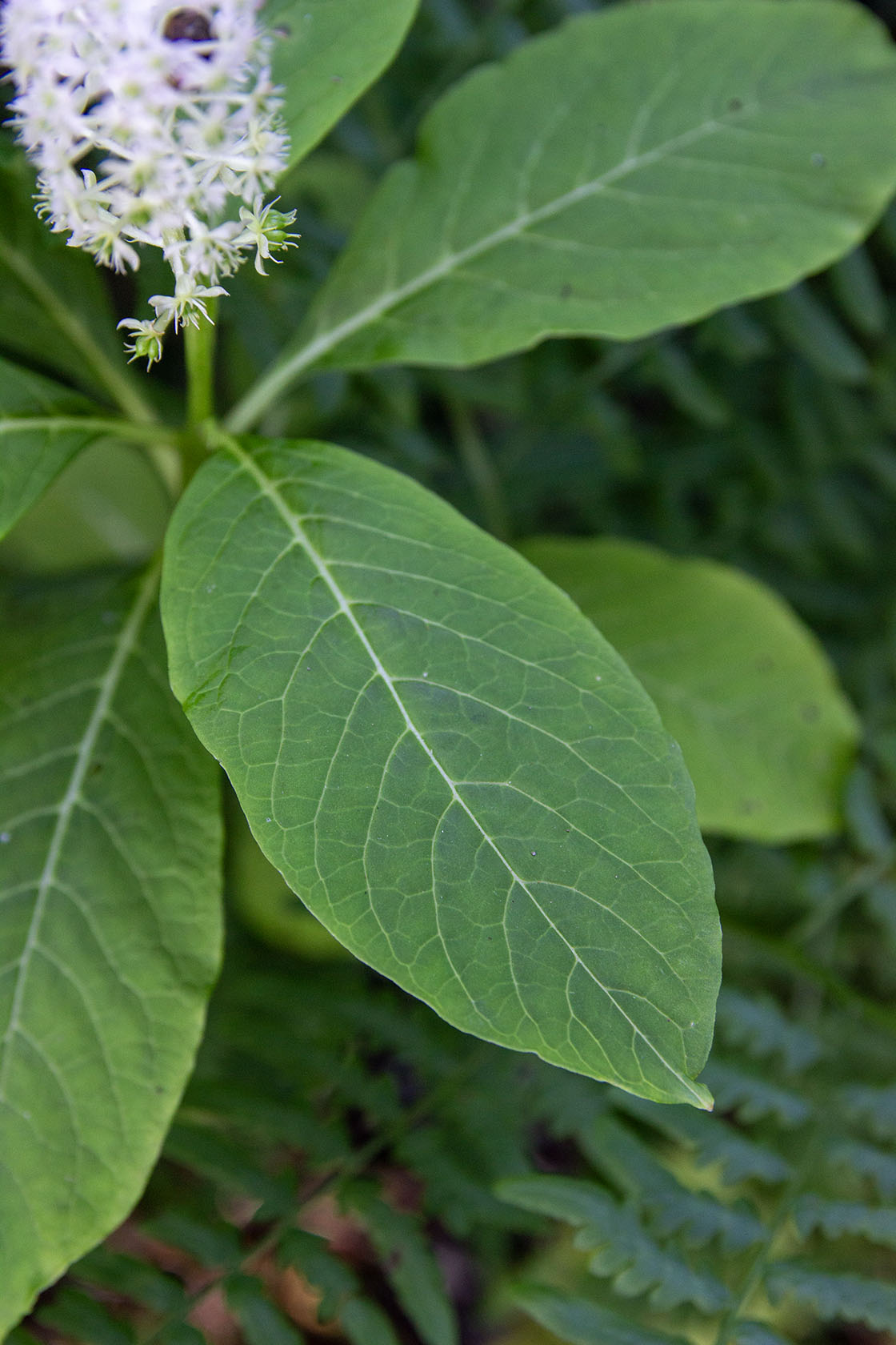 Idänkermesmarja (Phytolacca acinosa) - Photo by Verso Verde, All Rights Reserved