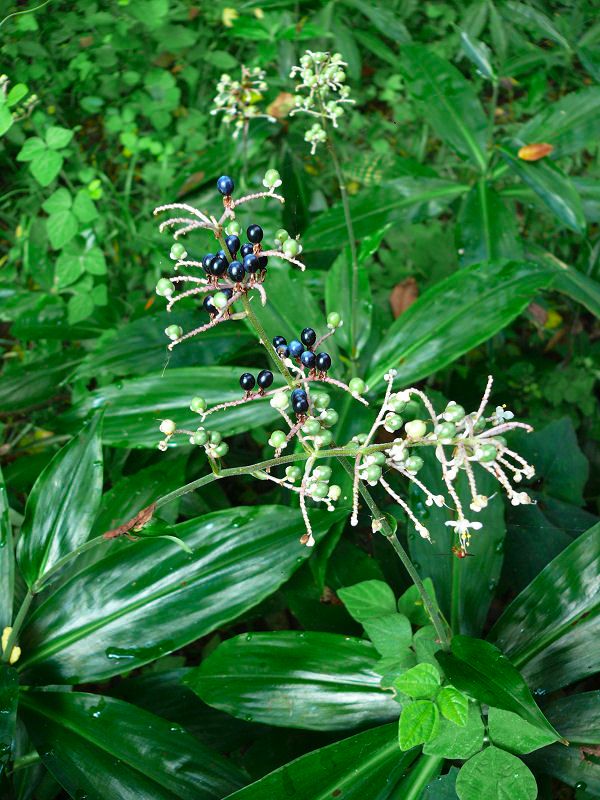 Pollia japonica- Photo by Cory via Wikipedia, CC BY 2.1 JP 