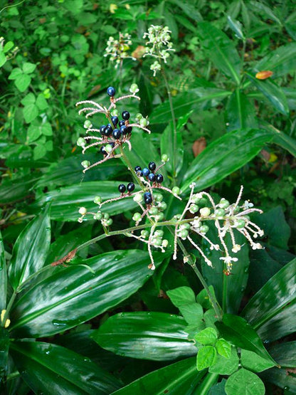 Pollia japonica- Photo by Cory via Wikipedia, CC BY 2.1 JP 