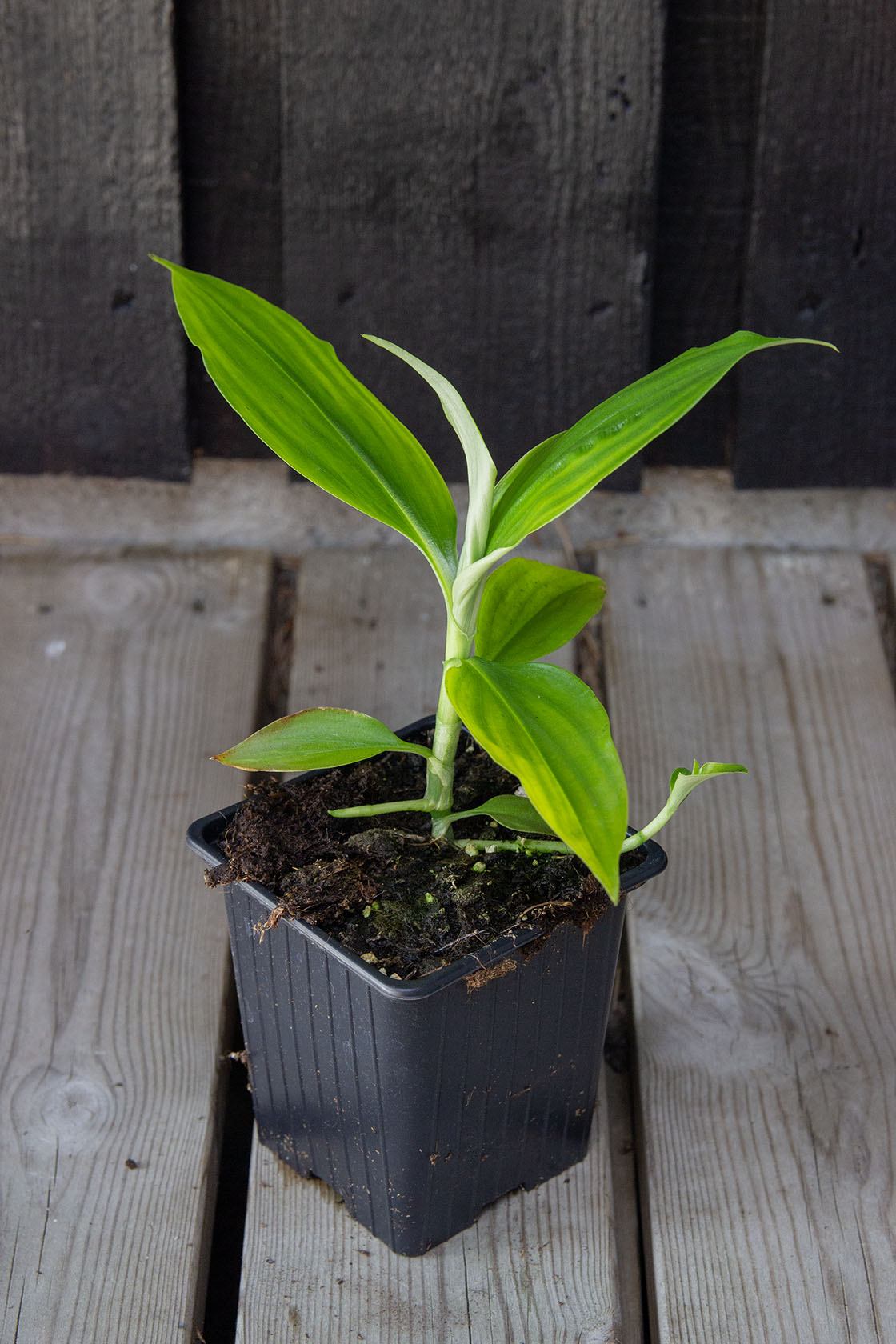 Pollia japonica - Photo by Verso Verde, All Rights Reserved