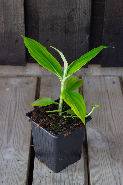 Pollia japonica - Photo by Verso Verde, All Rights Reserved