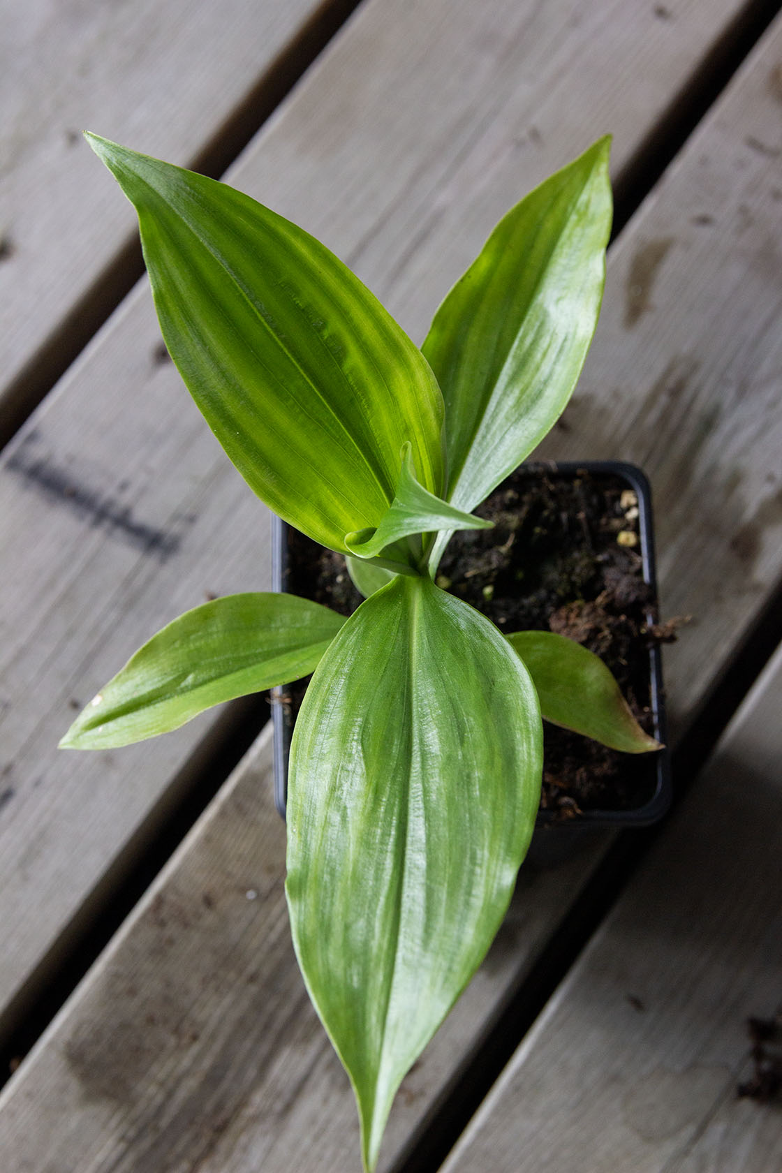 Pollia japonica - Photo by Verso Verde, All Rights Reserved
