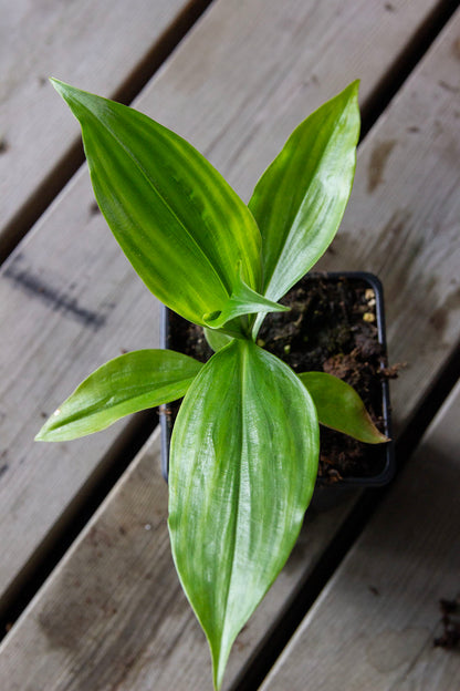Pollia japonica - Photo by Verso Verde, All Rights Reserved
