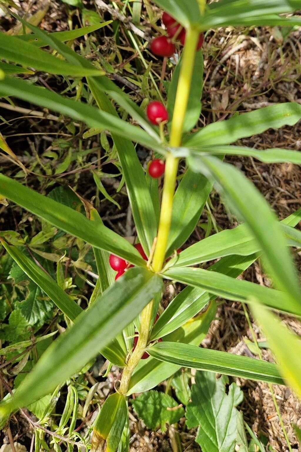 Polygonatum Verticillatum Himalayan Giant - Photo by Anatas, CC BY-SA