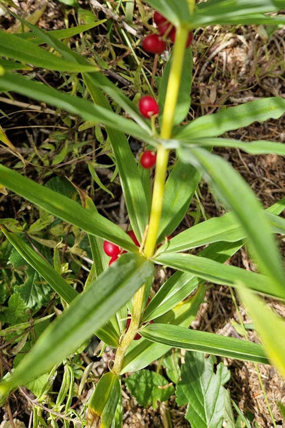 Polygonatum Verticillatum Himalayan Giant - Photo by Anatas, CC BY-SA