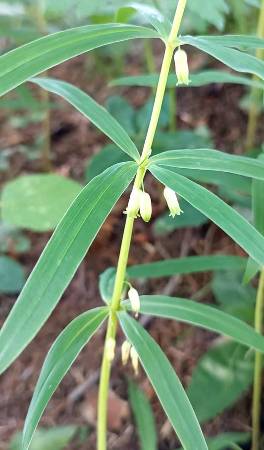 Polygonatum Verticillatum Himalayan Giant - Photo by Werner, CC BY-SA