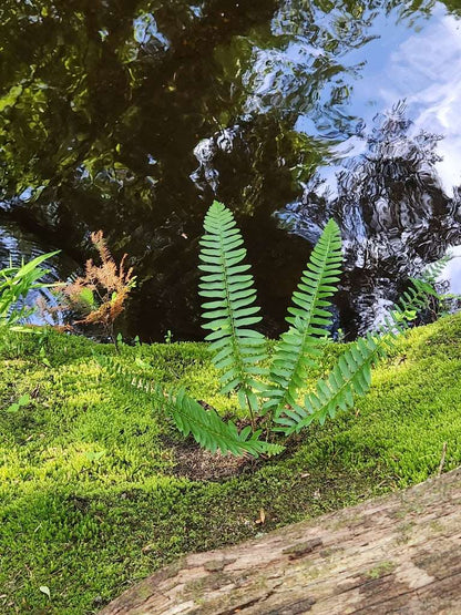 Polystichum Acrostichoides - Photo by Michael W Belitz, CC0 (Public Domain)