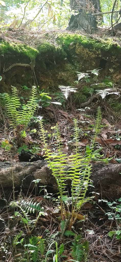 Polystichum Acrostichoides - Photo by Liliana Ramírez-Freire, CC BY 4.0