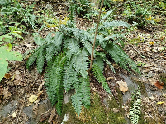 Polystichum Acrostichoides - Photo by Craig Martin, CC0 (Public Domain)