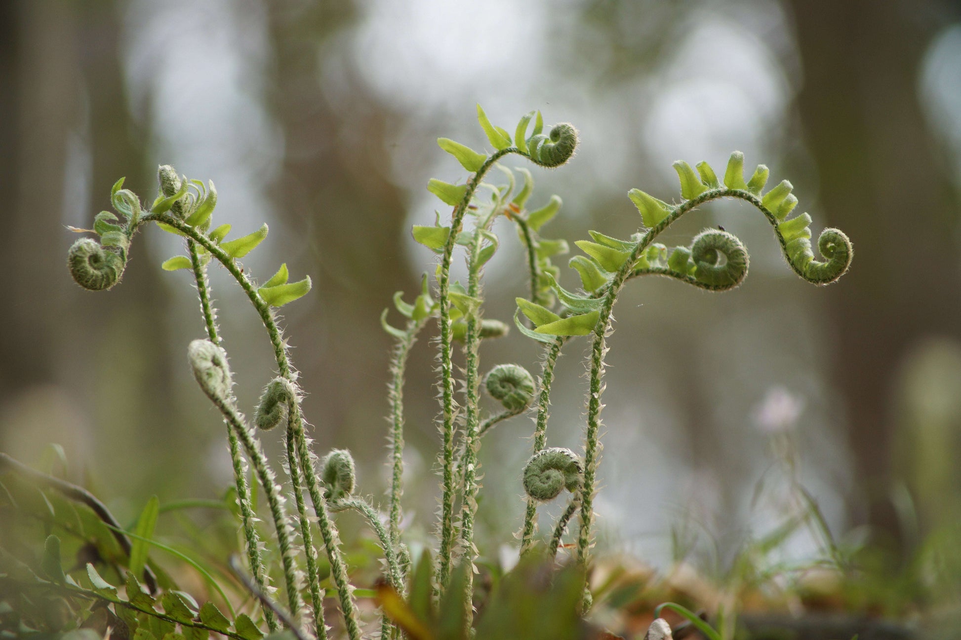 Polystichum Acrostichoides - Photo by Jasper Shide, Creative Commons Zero, CC0 (Public Domain)