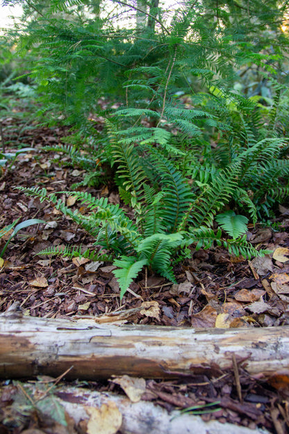 Polystichum Munitum - Photo by Verso Verde, All Rights Reserved"