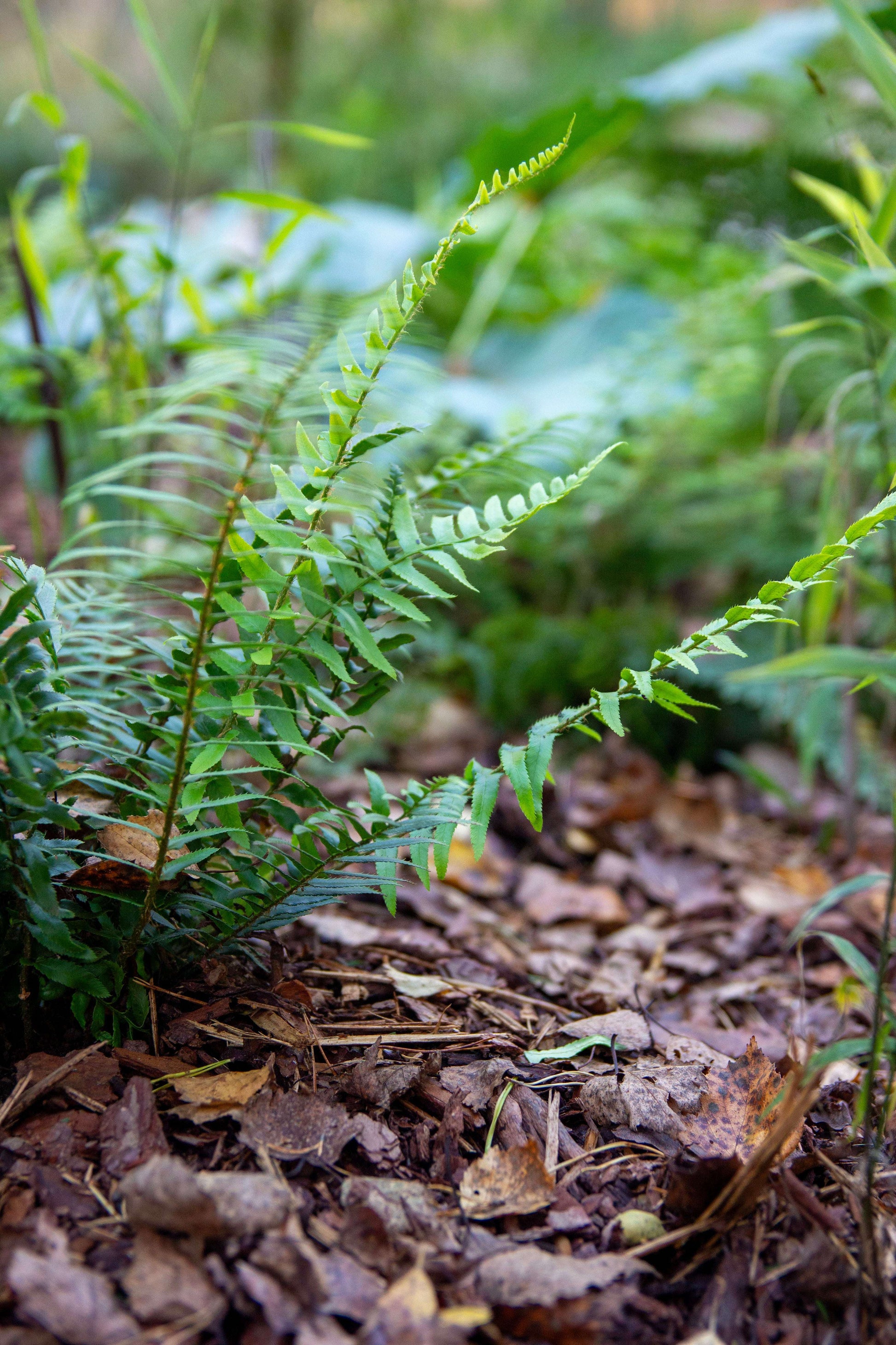 Polystichum Munitum - Photo by Verso Verde, All Rights Reserved