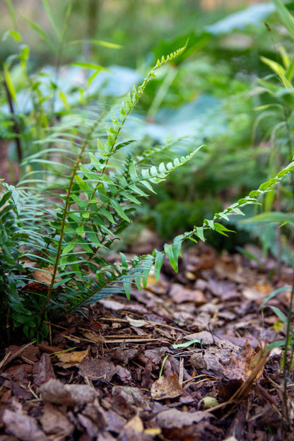 Polystichum Munitum - Photo by Verso Verde, All Rights Reserved