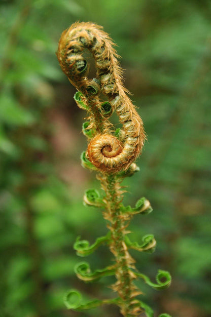 Polystichum Munitum - Photo by Timothy McNitt, CC BY 4.0