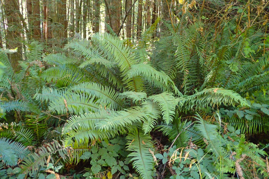 Polystichum Munitum - Photo by Krzysztof Ziarnek, Kenraiz, CC BY-SA 4.0
