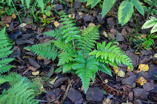 Polystichum Polyblepharum - Photo by Verso Verde, All Rights Reserved