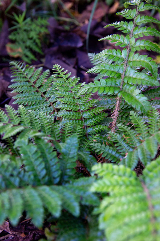 Polystichum Polyblepharum - Photo by Verso Verde, All Rights Reserved