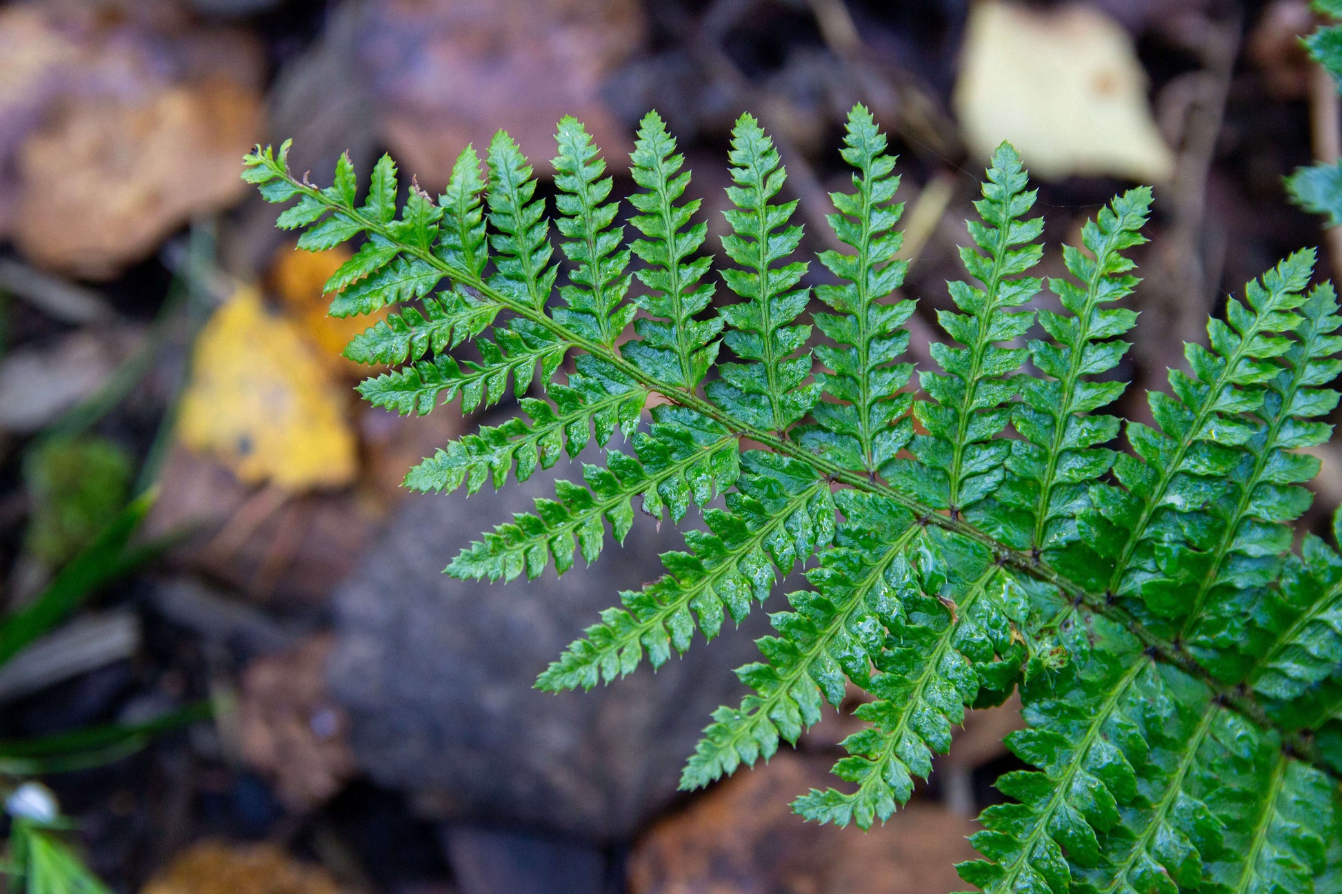 Polystichum Polyblepharum - Photo by Verso Verde, All Rights Reserved