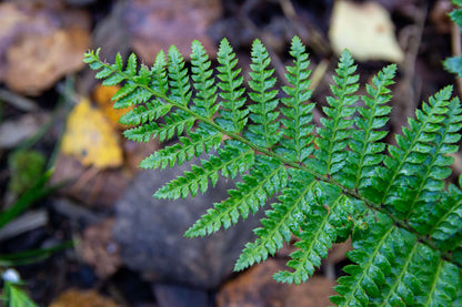Polystichum Polyblepharum - Photo by Verso Verde, All Rights Reserved