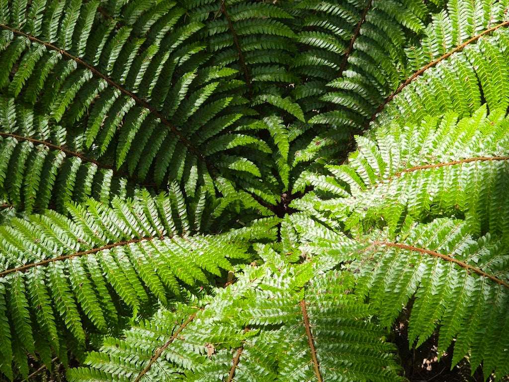 Polystichum Polyblepharum - Photo by Rainer Breitling, CC BY 4.0