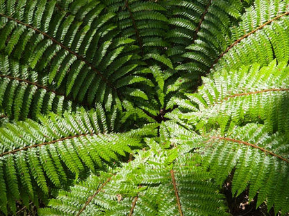 Polystichum Polyblepharum - Photo by Rainer Breitling, CC BY 4.0