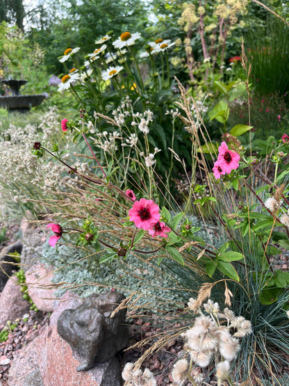 Nepalinhanhikki (Potentilla nepalensis) - Photo by Verso Verde, All Rights Reserved