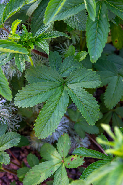 Nepalinhanhikki (Potentilla nepalensis) - Photo by Verso Verde, All Rights Reserved