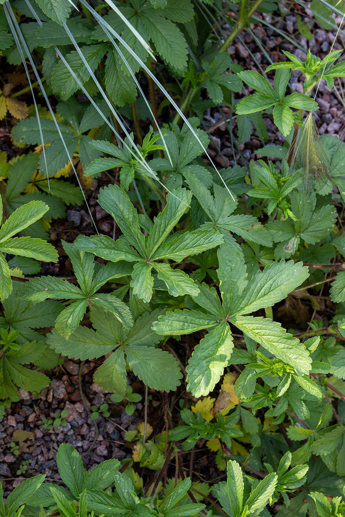 Nepalinhanhikki (Potentilla nepalensis) - Photo by Verso Verde, All Rights Reserved
