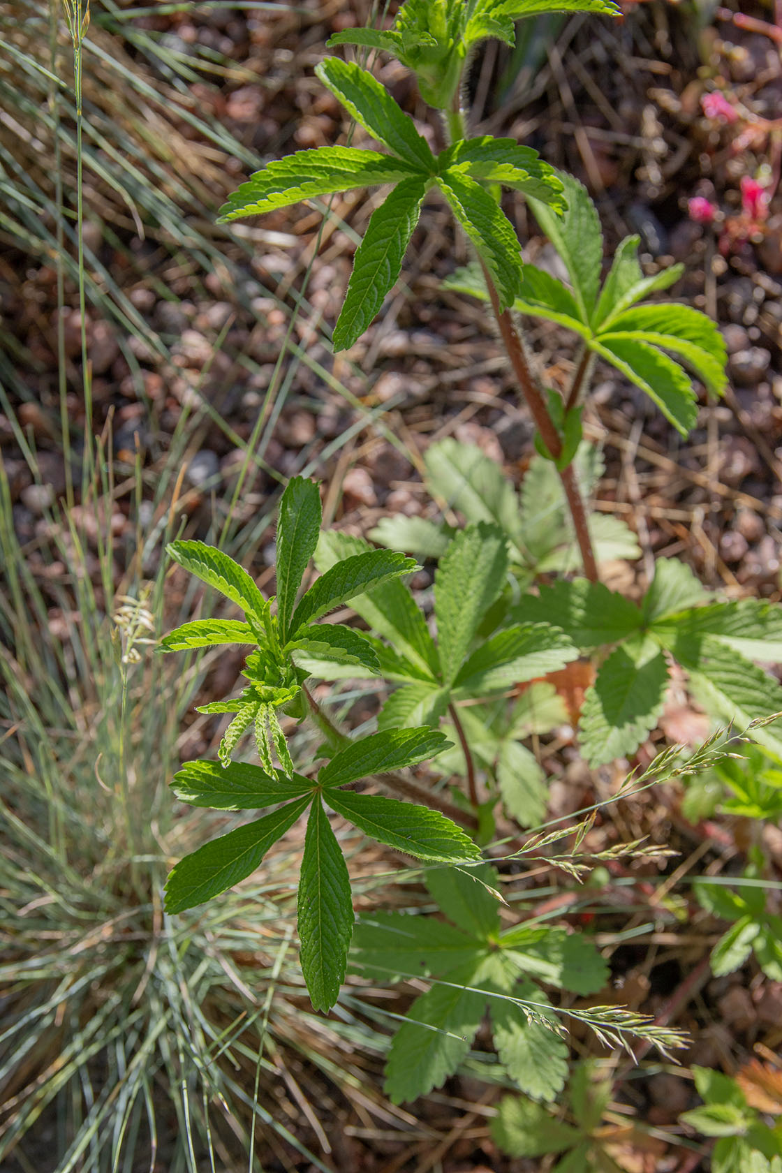 Nepalinhanhikki (Potentilla nepalensis) - Photo by Verso Verde, All Rights Reserved