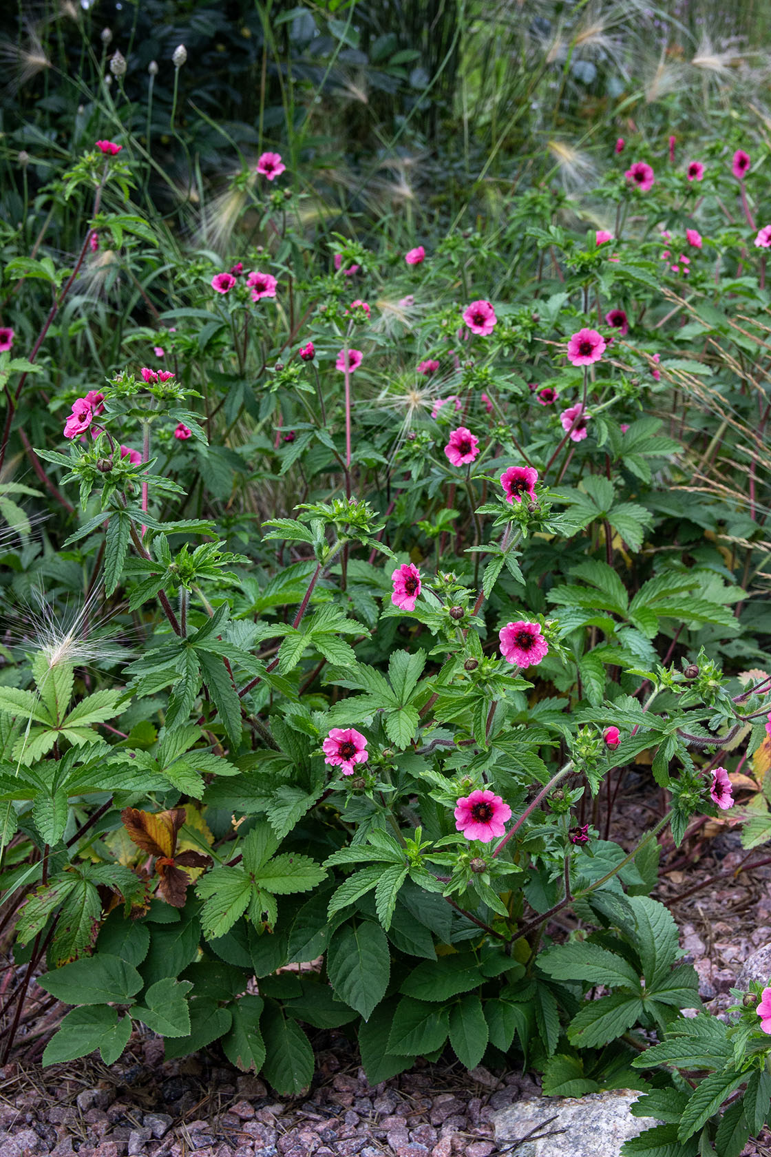 Nepalinhanhikki (Potentilla nepalensis) - Photo by Verso Verde, All Rights Reserved
