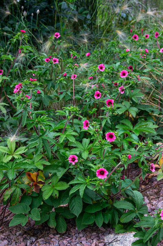 Nepalinhanhikki (Potentilla nepalensis) - Photo by Verso Verde, All Rights Reserved