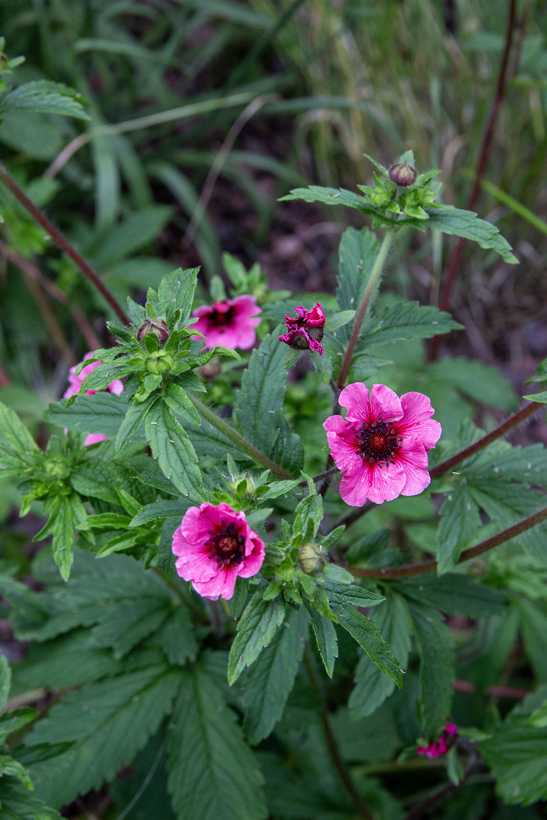 Nepalinhanhikki (Potentilla nepalensis) - Photo by Verso Verde, All Rights Reserved