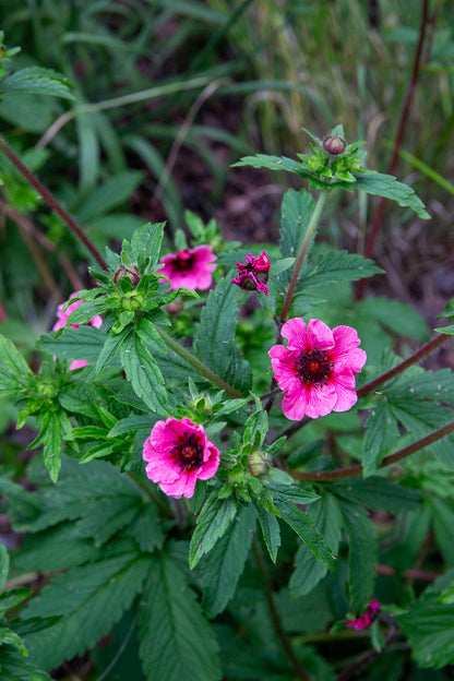 Nepalinhanhikki (Potentilla nepalensis) - Photo by Verso Verde, All Rights Reserved