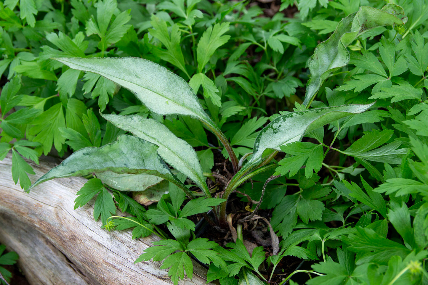 Pulmonaria samurai- Photo by Verso Verde, All Rights Reserved