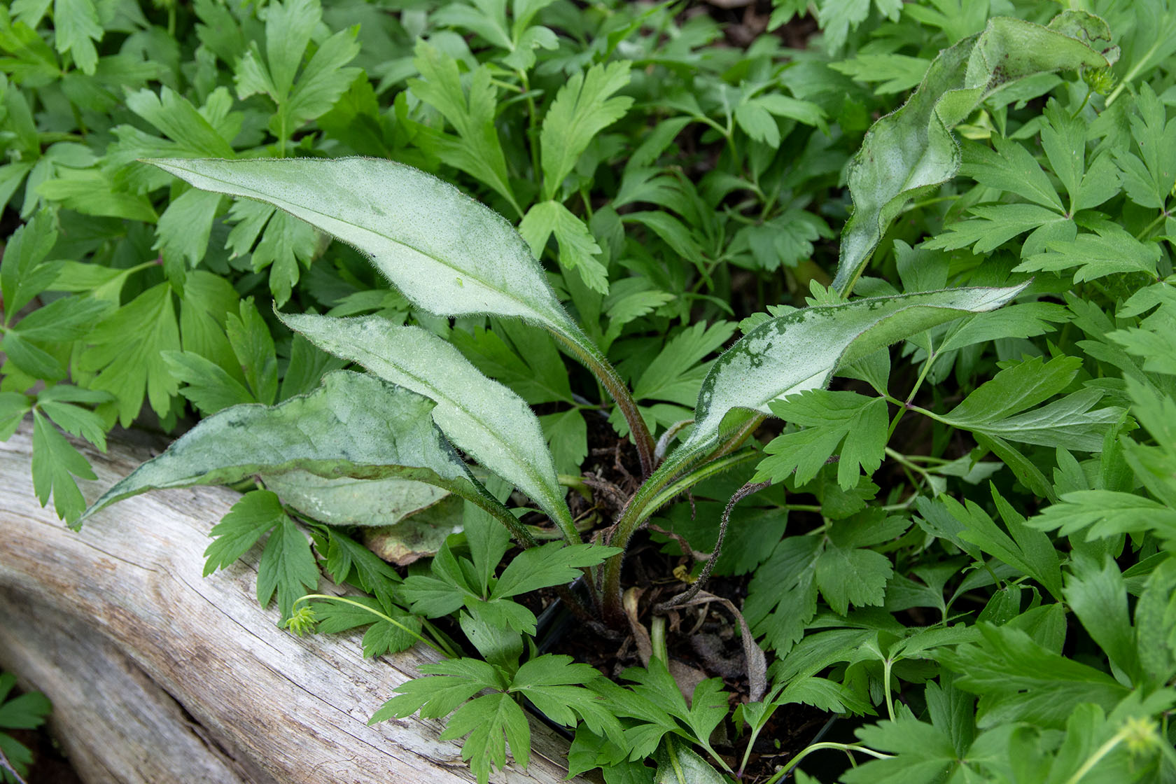Pulmonaria samurai- Photo by Verso Verde, All Rights Reserved