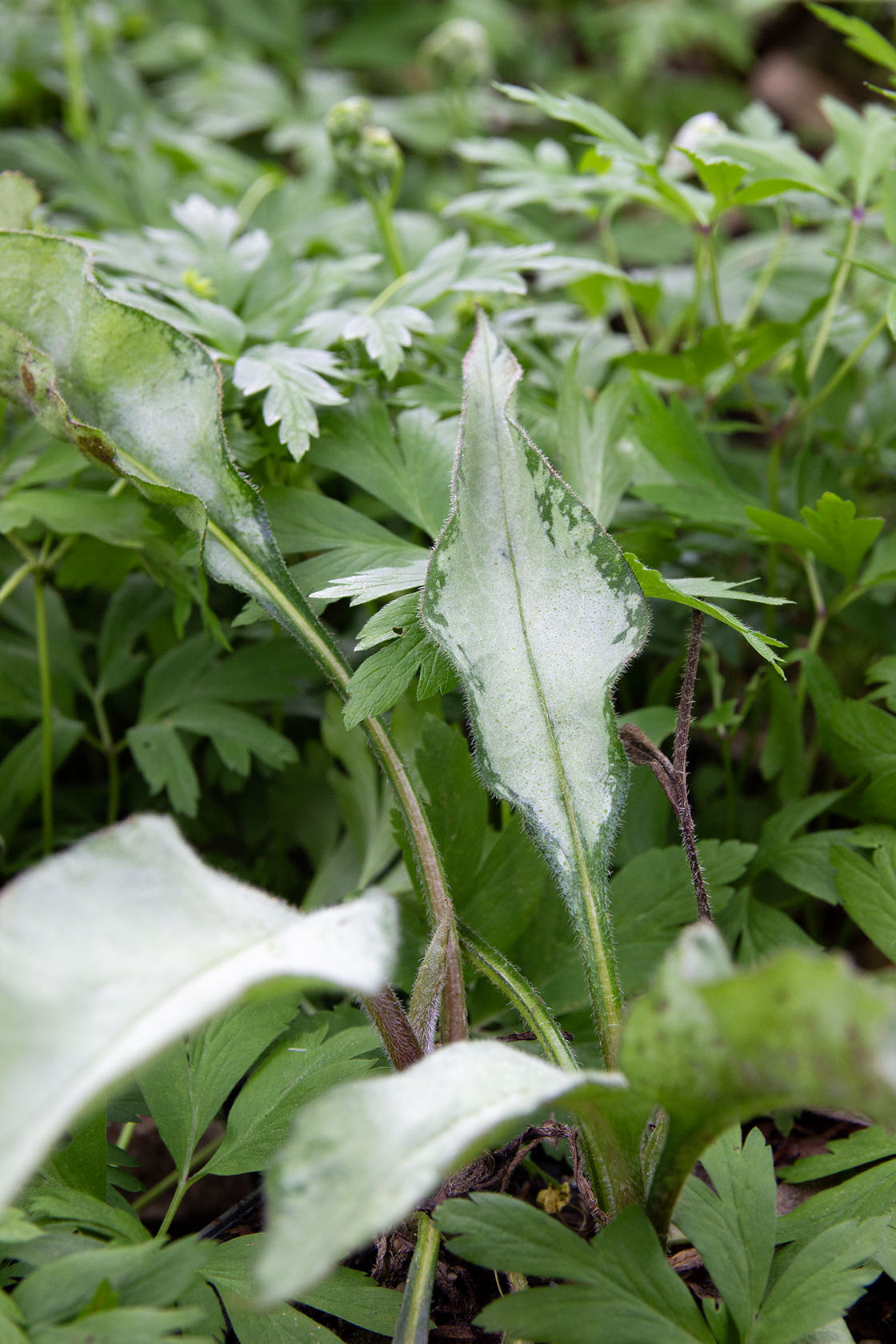 Pulmonaria samurai- Photo by Verso Verde, All Rights Reserved