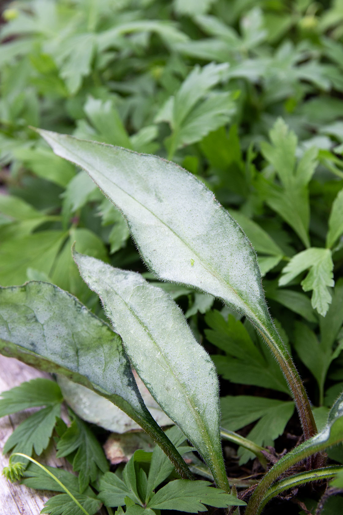 Pulmonaria samurai- Photo by Verso Verde, All Rights Reserved